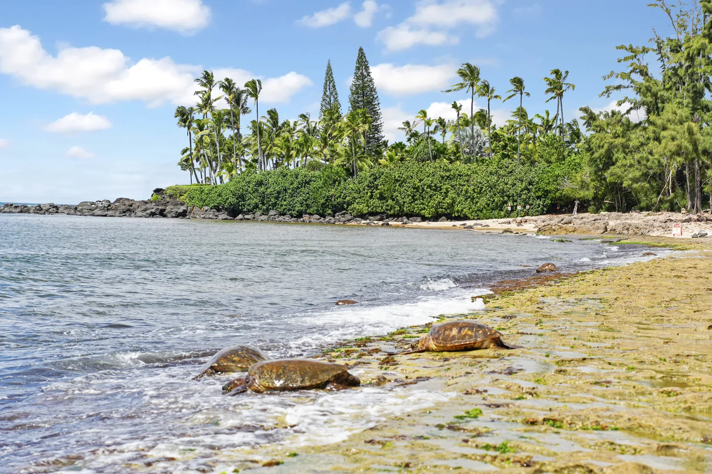 Coastal palm silhouette at golden hour — Island Photography
